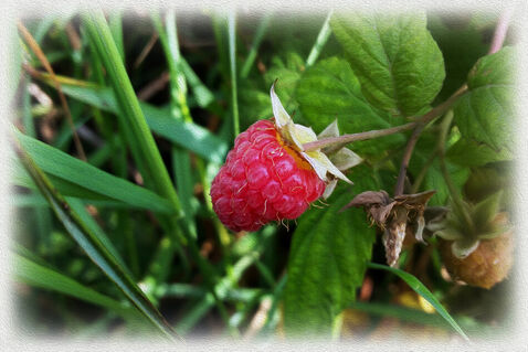 A-ripe-raspberry