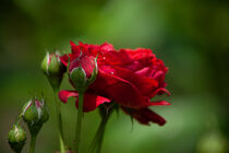 Rote Rose von Petra Dreiling-Schewe