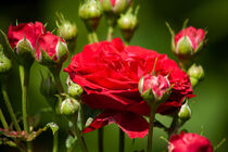 Rosenblüten mit kleinen Regentropfen by Petra Dreiling-Schewe