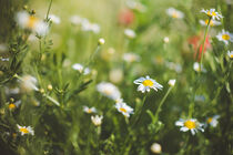 White daisies on a summer meadow von Iryna Mathes
