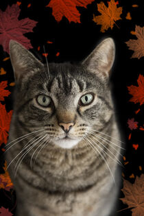 Herbstliche getigerte Katze by Heidi Bollich