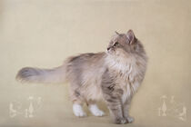 Stehende Sibirische Katze by Heidi Bollich