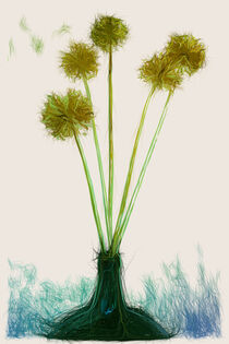 Allium von mario-s