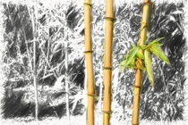 Bambus von mario-s