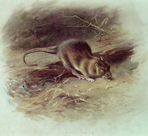 Brown Rat  by Archibald Thorburn