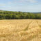 Barley-valley-view