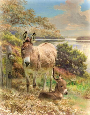 Donkey-and-foal
