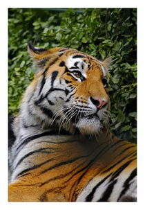 der Tiger by artpic
