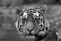 Tiger von artpic