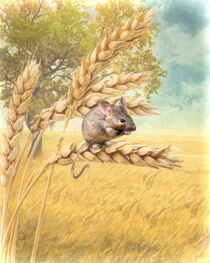 Little Field Mouse by Trudi Simmonds