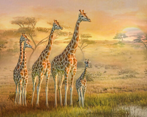 Giraffe-family