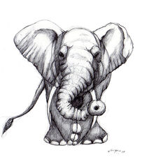 elephant zen by Josué Vivanco