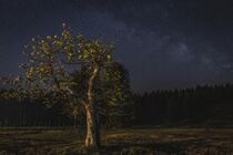 Startree by Vincent Haaga