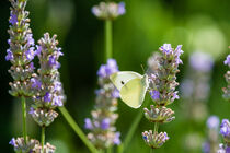 Schmetterling auf Lavendel 99 by Erhard Hess