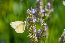 Schmetterling auf Lavendel 79 by Erhard Hess