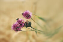 'Skabiosen-Flockenblume mit Biene' von Christine Horn