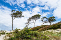 Bäume und Düne am Weststrand auf dem Fischland-Darß by Rico Ködder