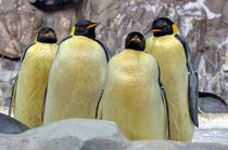 4 Pinguine by Heike Loos