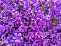 violette Glockenblumen by Heike Loos