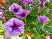 violette Petunien von Heike Loos