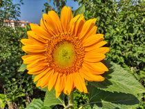 Sonnenblume von Heike Loos