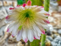 Kaktusblüte von Heike Loos