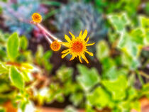 kleine gelbe Blüte von Heike Loos