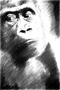 gorilla von whiterabbitphoto