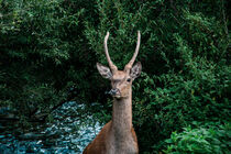 deer by whiterabbitphoto