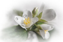 Jasmine flowers by Vladimir Tuzlay