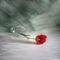 Canvas-still-life-028-vt1-4062-tulip-in-soft-focus-ext-s