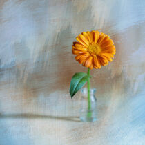Orange flower by Vladimir Tuzlay