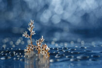 Stars and bokeh and drops... by Vladimir Tuzlay