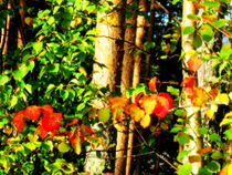 Early fall colors by Pauli Hyvonen