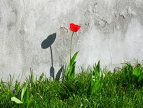 'Lonely tulip' by Pauli Hyvonen
