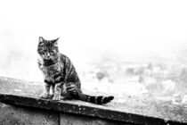 cat in black and white by whiterabbitphoto
