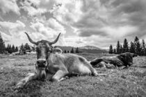 Kühe auf der Alm by mindscapephotos