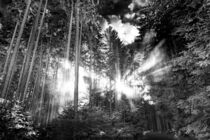 Sonnenstrahlen im Wald von mindscapephotos