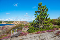 Landschaft auf der Insel Dyrön in Schweden von Rico Ködder