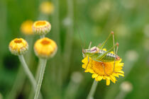 Grasshopper by Vladimir Tuzlay