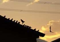 Schwalben auf dem Dach by jumeswelt