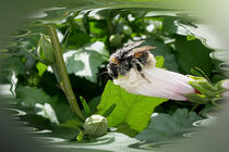 Bee in summer by feiermar