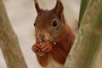 curious squirrel by Stephanie Gille