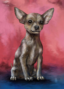 Hombre, der Chihuahua. von Rupert Schneider