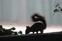 Eichhörnchen  by jumeswelt