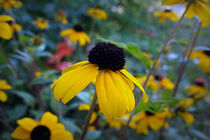 Little yellow flower by feiermar