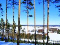 Pine forest view by Pauli Hyvonen
