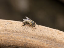 Einsame Biene
