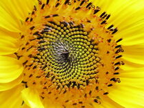 Sonnenblume von maja-310