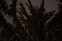 Winters Pine von Christopher Mathies